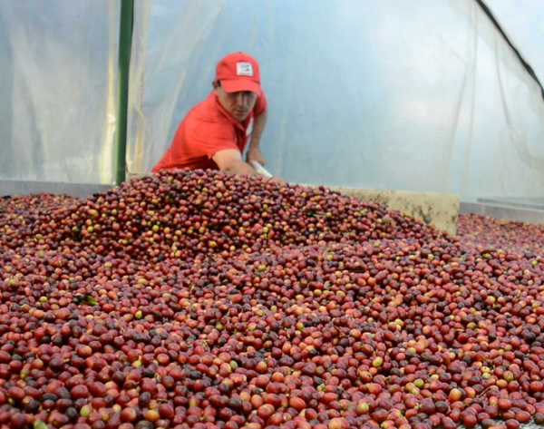 Aumento en cultivos de café en Santander nos ubica en el séptimo puesto a nivel nacional: "conozca las cifras por provincia"