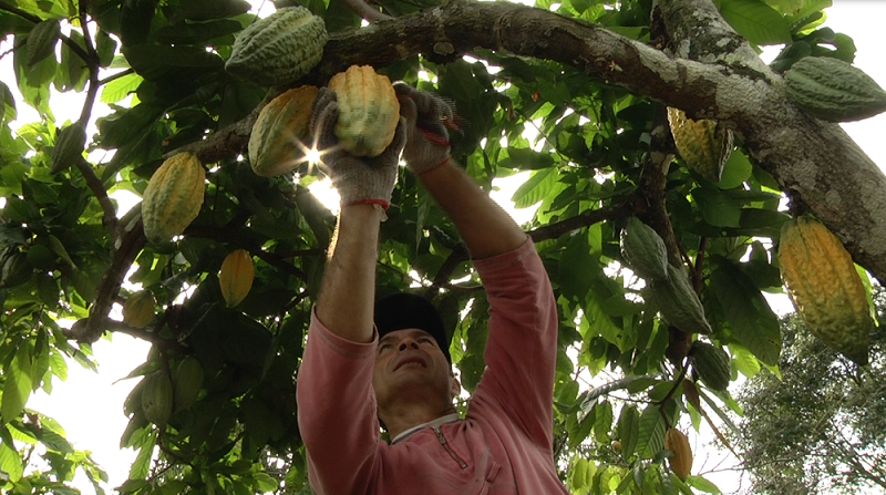 San Cacao fortaleció y desarrolló habilidades en el sector cacaotero de la región